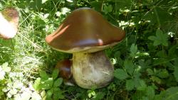 houba pravák velký,keramická zahradní dekorace